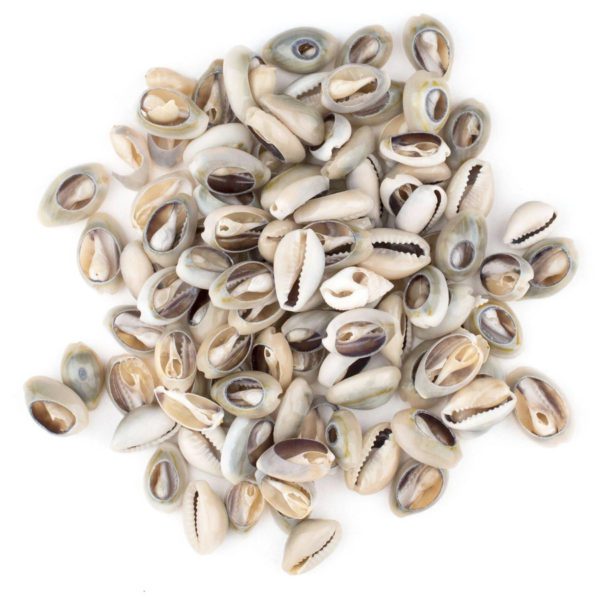 Cowrie Shells